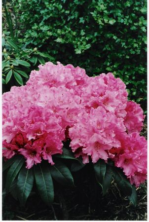 Rhodo Leona Maud